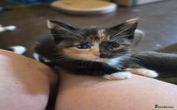 Mixed Breed cats for sale: 2 beautiful female kittens for sale  - Image 3
