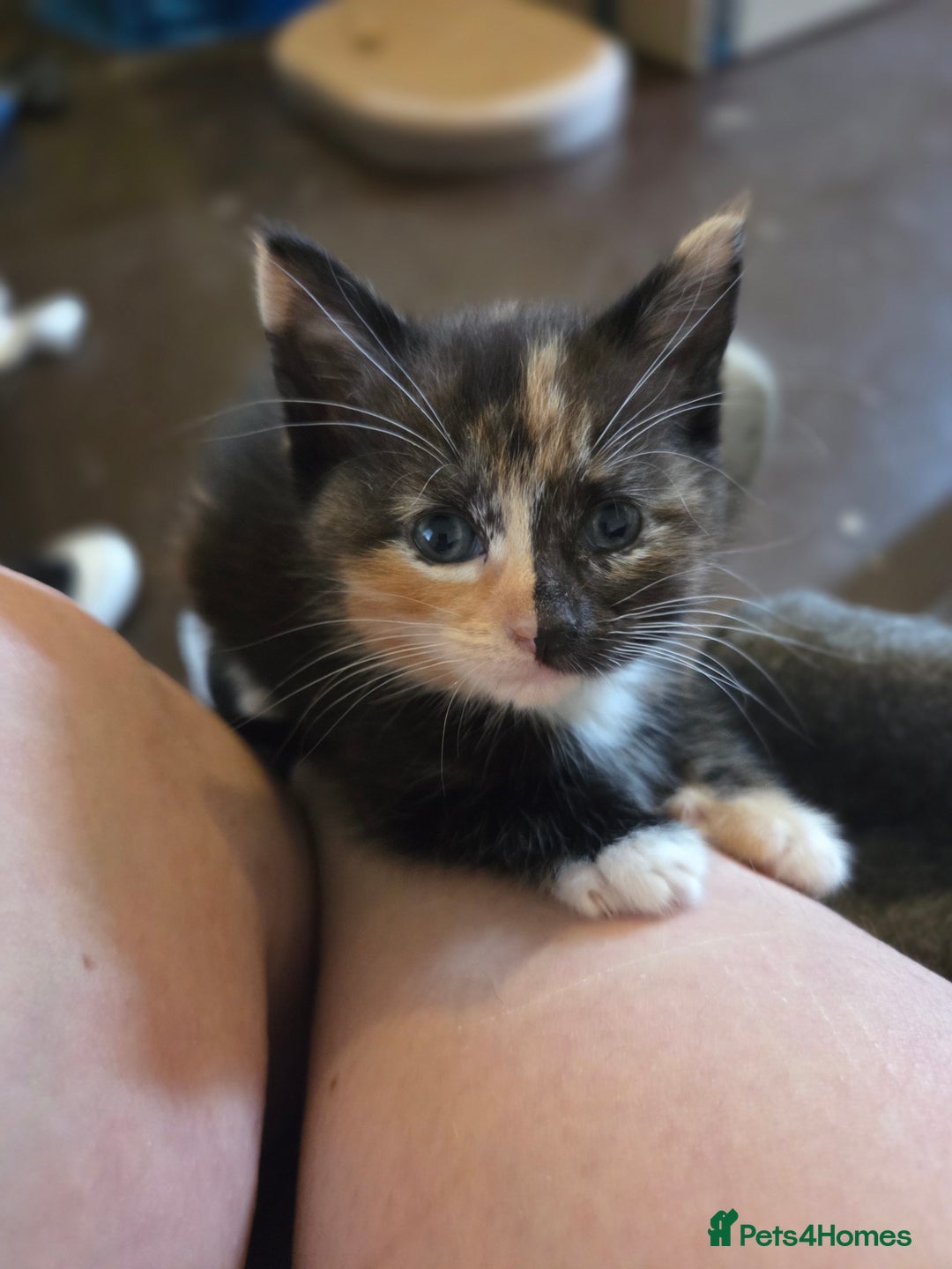 Mixed Breed cats for sale: 2 beautiful female kittens for sale  - Image 3