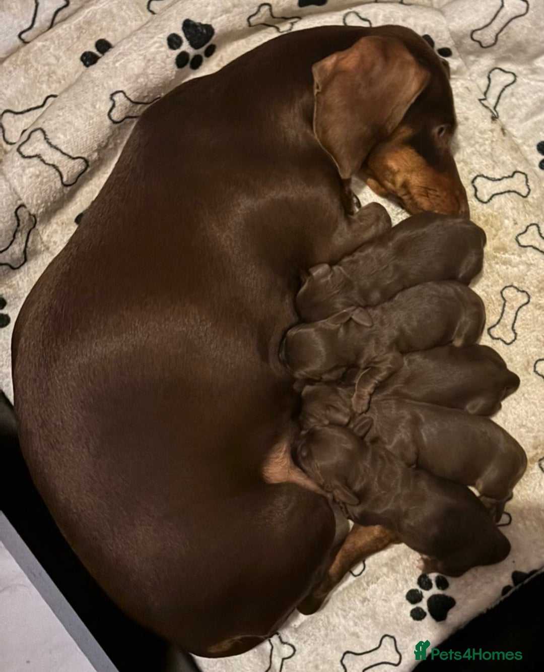 Dachshund dogs for sale: Sausage dog  - Advert 4