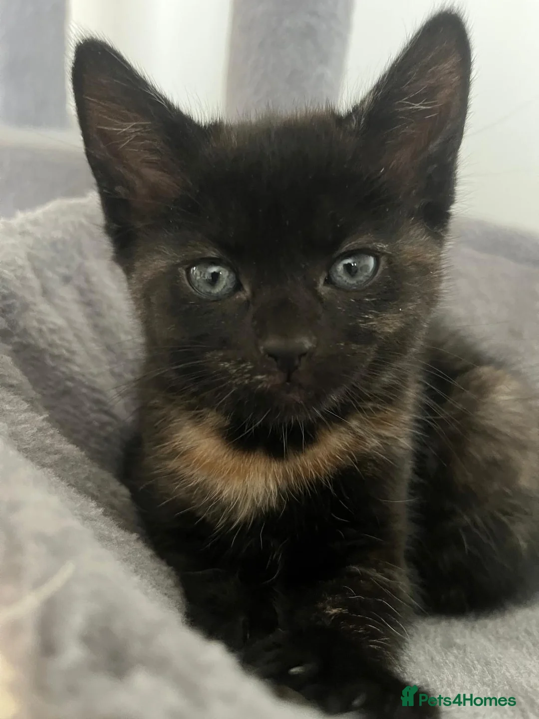 Mixed Breed cats for sale: Kittens for sale  in Liverpool - Advert 6