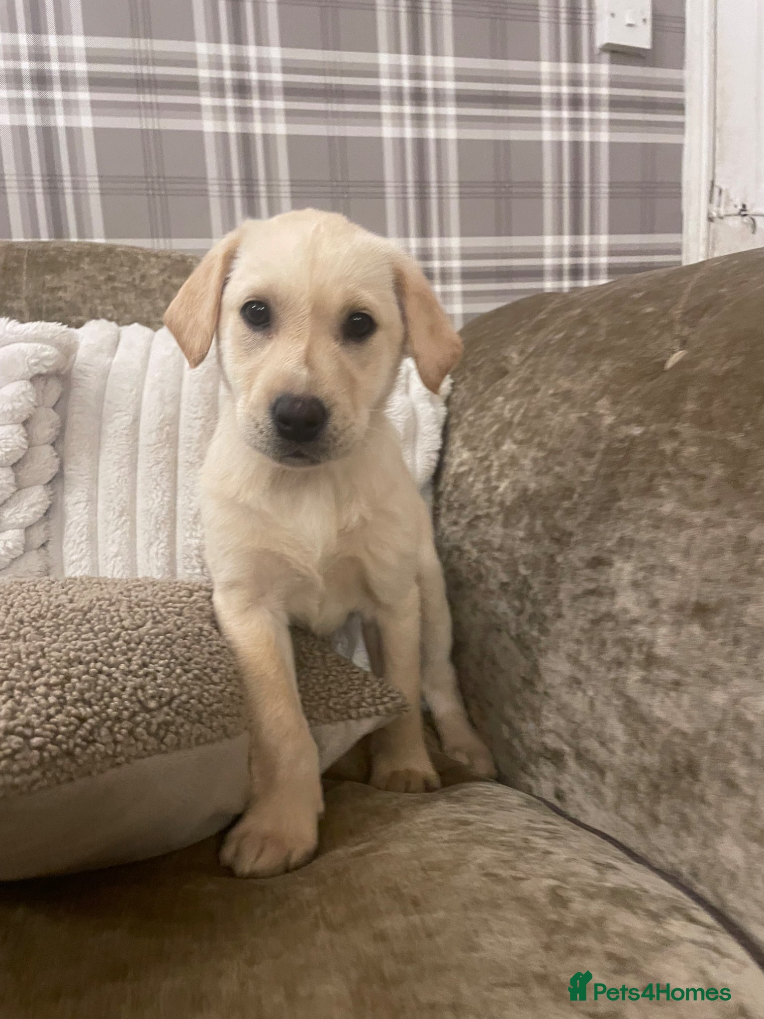 Labrador Retriever dogs ONE LITTLE GIRL LEFT!! Beautiful Labrador Puppies  - Advert 14