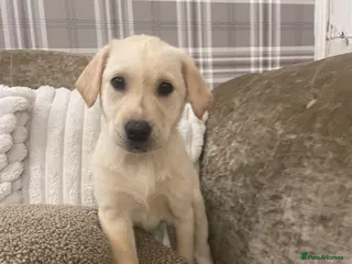 Labrador Retriever dogs ONE LITTLE GIRL LEFT!! Beautiful Labrador Puppies - Advert 14