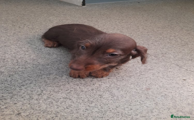 Miniature Dachshund dogs - Advert 14