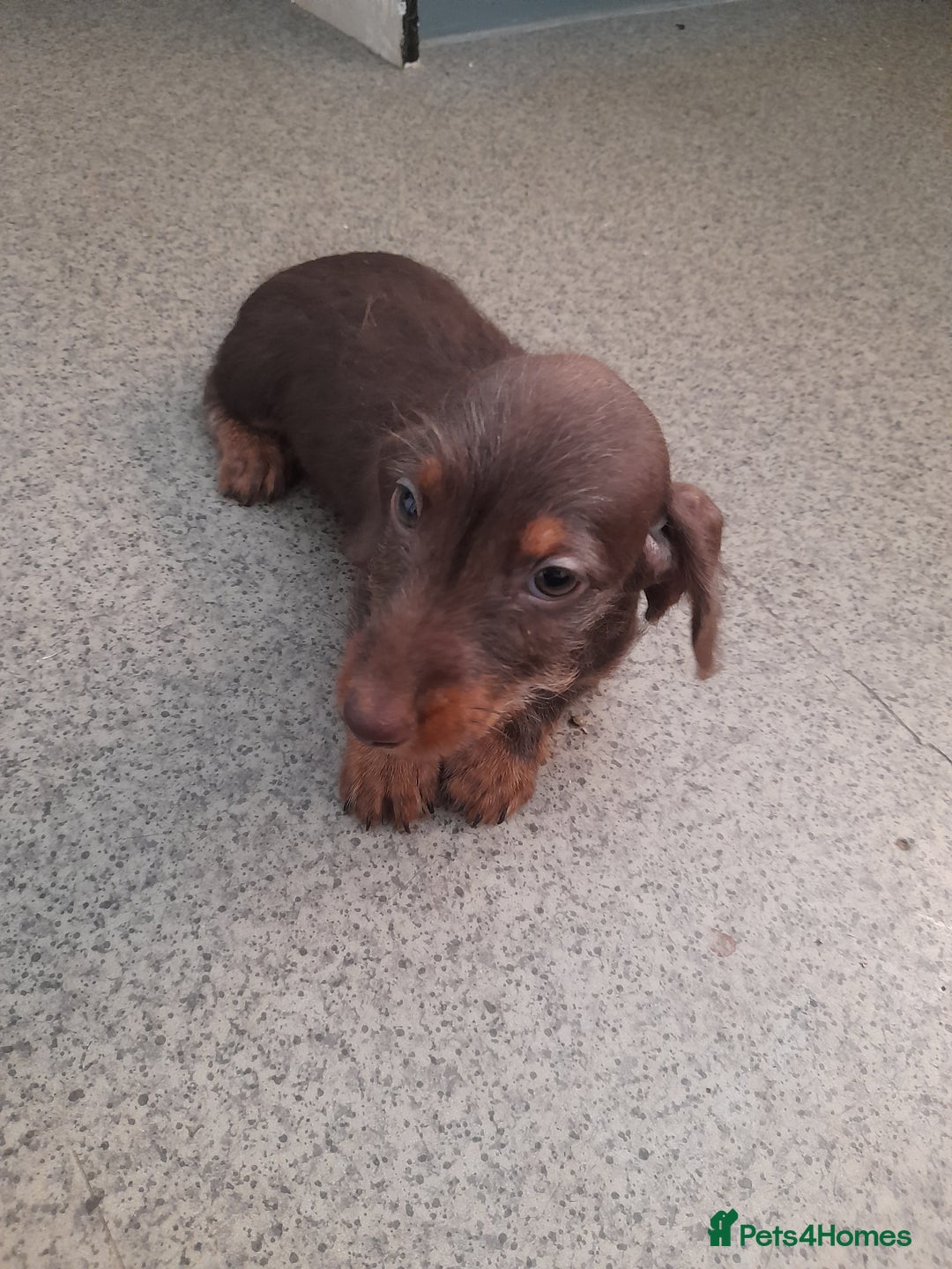 Miniature Dachshund dogs for sale: Miniture dashounds wire hair  - Image 1