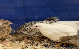 Quail poultry for sale: X25 Button Quail for sale  - Image 2