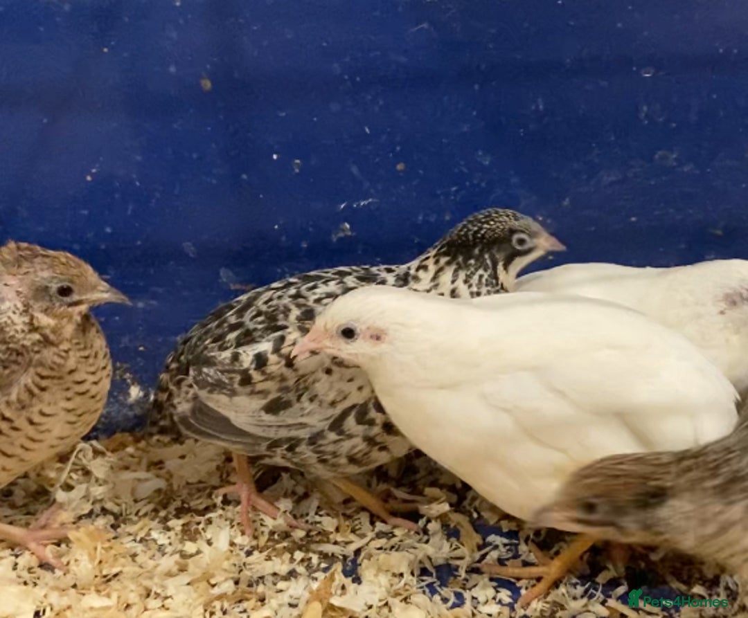 Quail poultry for sale: X25 Button Quail for sale  - Image 2