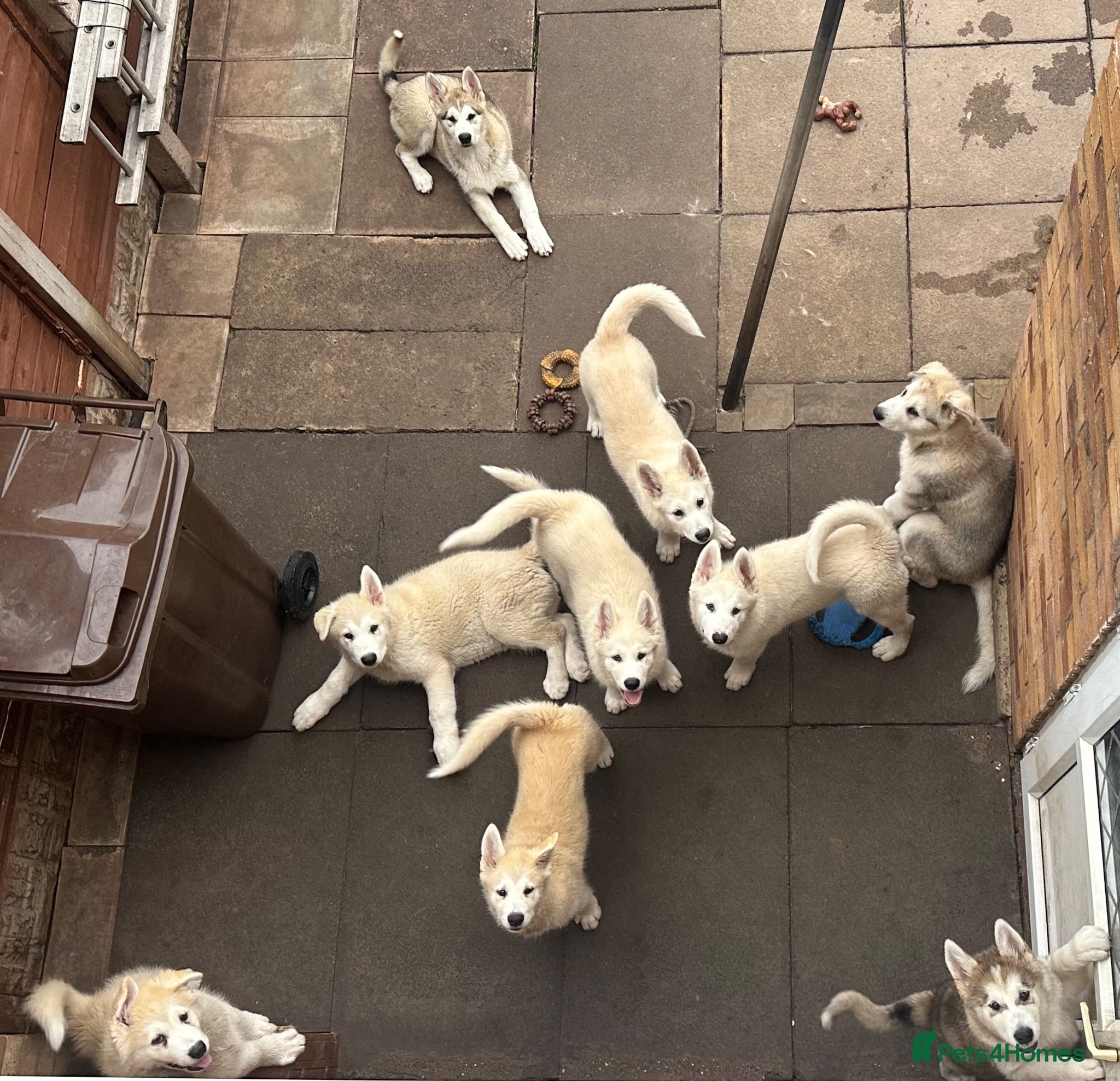 Alaskan Malamute dogs Pure beautiful Alaskan Malamute pups - Advert 2