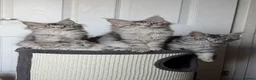 Maine Coon cats for sale: Maine coon kittens ready to leave now - Advert 14