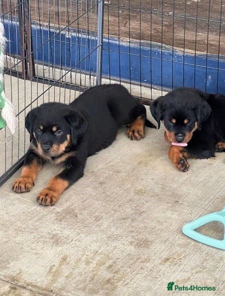 Rottweiler dogs Nicest home trained rottie pups in Wallasey - Advert 5