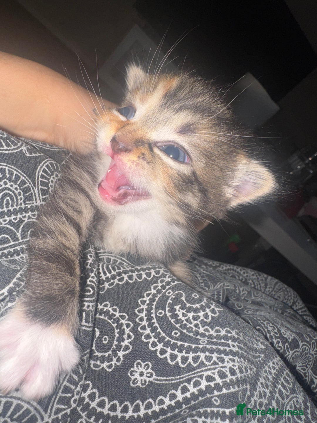 British Shorthair cats for sale: Adorable kittens - Advert 14