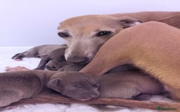 Italian Greyhound dogs for sale: Kc registered Italian greyhounds  - Image 5