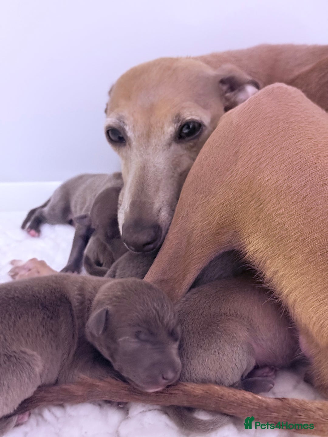 Italian Greyhound dogs for sale: Kc registered Italian greyhounds  - Image 5
