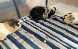 Guinea Pig rodents for sale: SOLD 5 Guinea pigs For Rehoming, 2 separate groups - Image 1