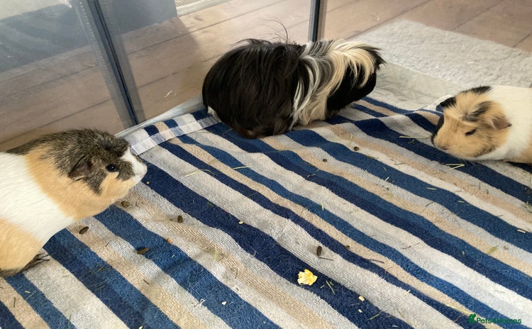 Guinea Pig rodents - Advert 3
