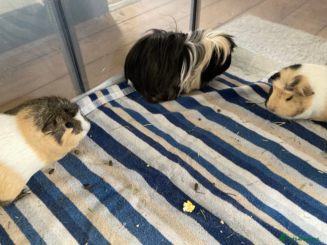 Guinea Pig rodents for sale: SOLD 5 Guinea pigs For Rehoming, 2 separate groups - Image 1