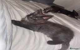 British Longhair cats for sale: kittens for sale (please read description❤️) - Image 3