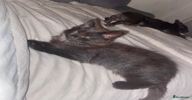 British Longhair cats - Advert 1