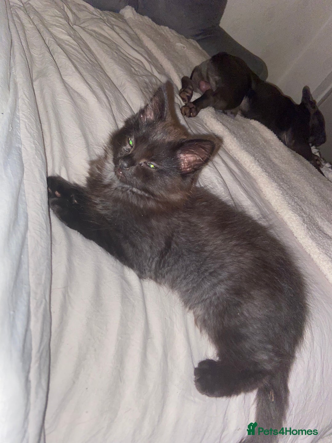 British Longhair cats for sale: kittens for sale (please read description❤️) - Image 3