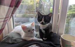 Domestic Shorthair cats for sale: Our last Girl, Playfull & loving, Well handled* - Image 7