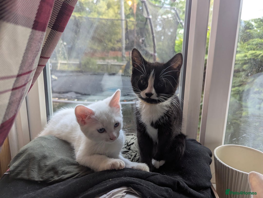 Domestic Shorthair cats for sale: Our last Girl, Playfull & loving, Well handled* - Image 7