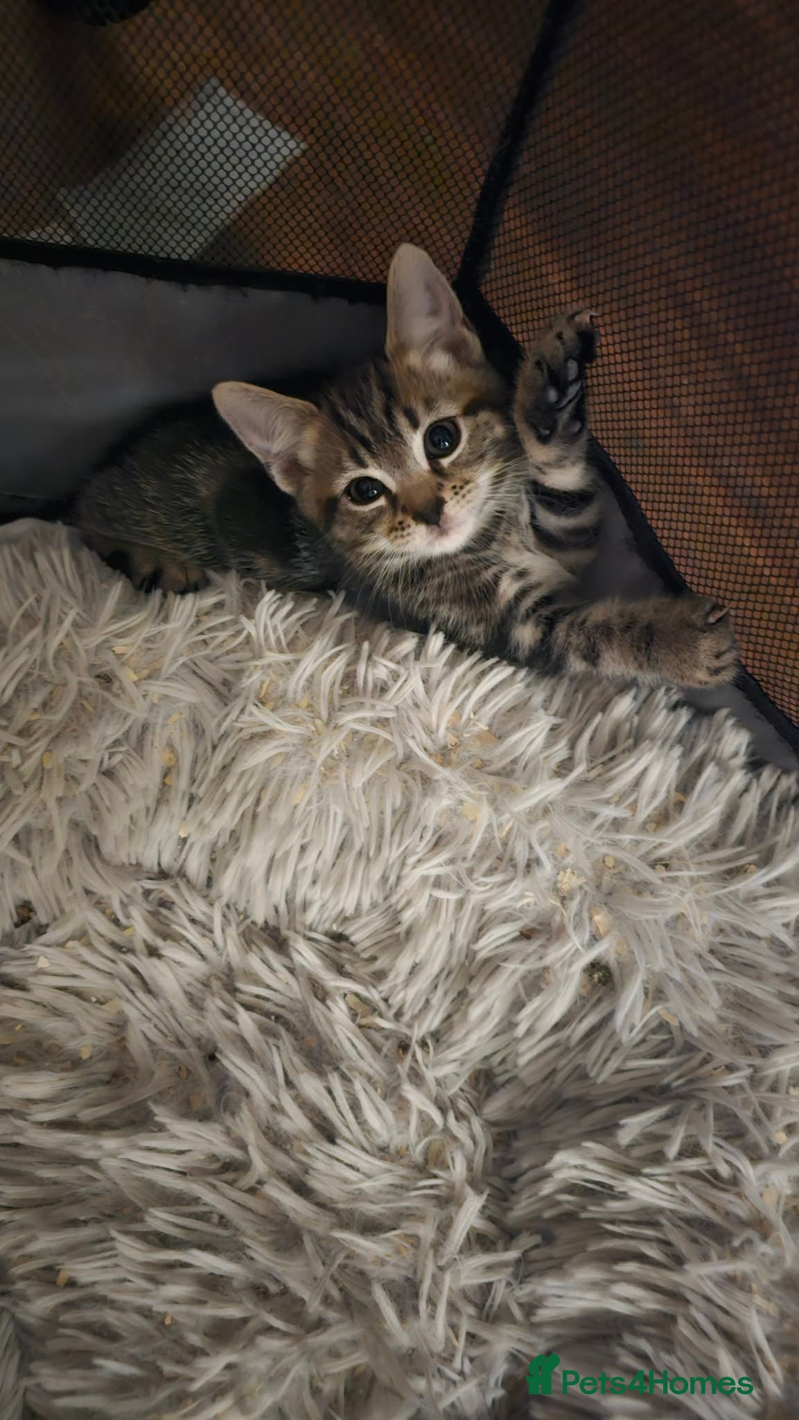 Mixed Breed cats 3 Beautiful Kittens For Sale - Advert 1