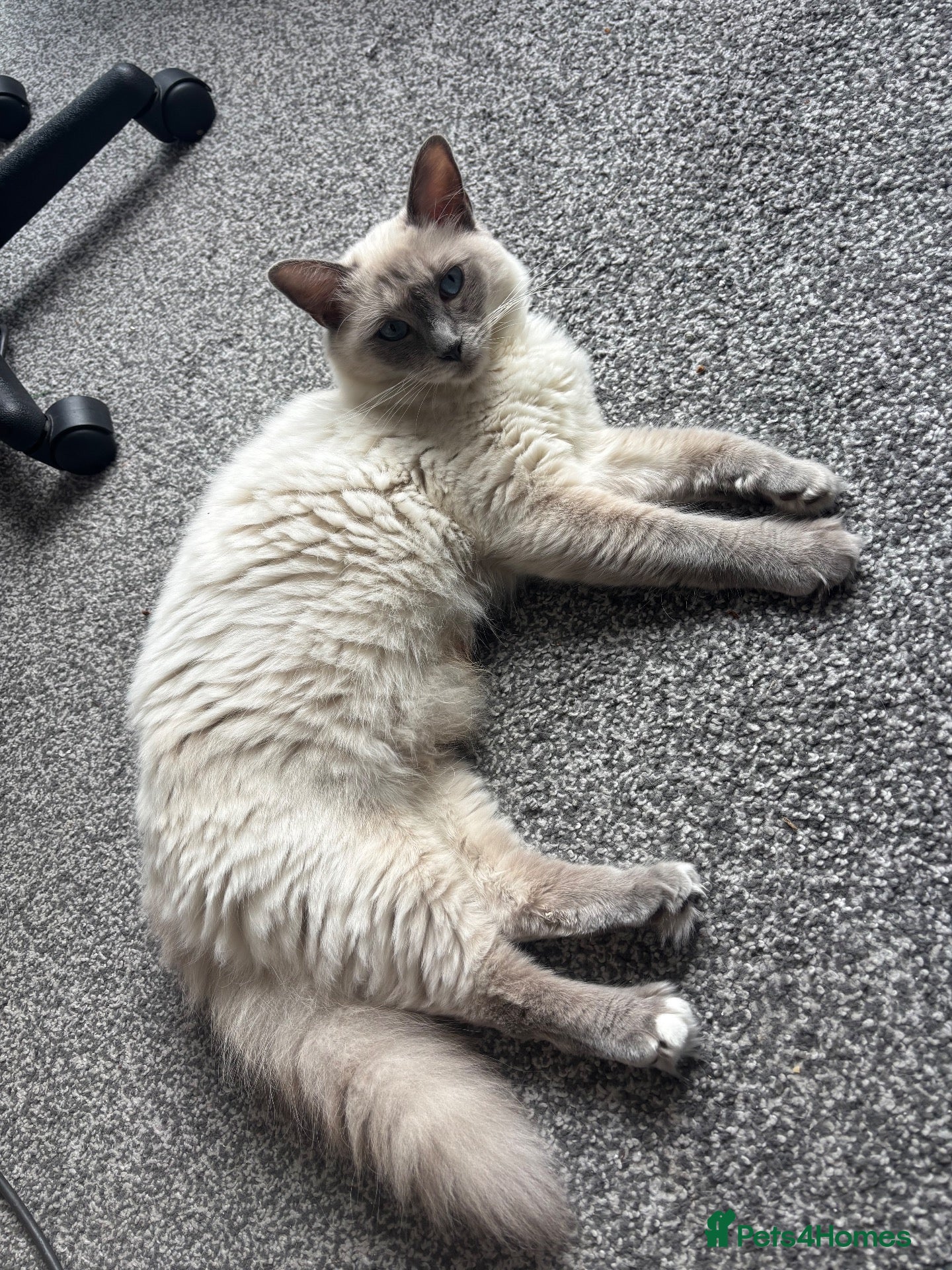 Ragdoll cats Last ragdoll boy - Advert 5