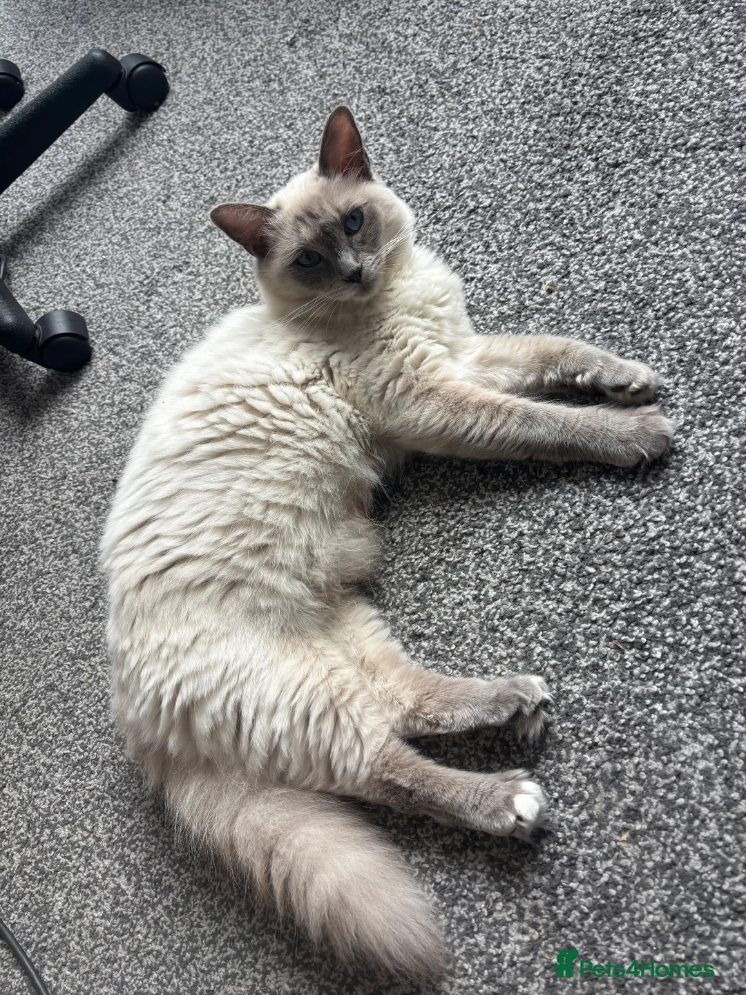 Ragdoll cats for sale: Last ragdoll boy - Advert 1