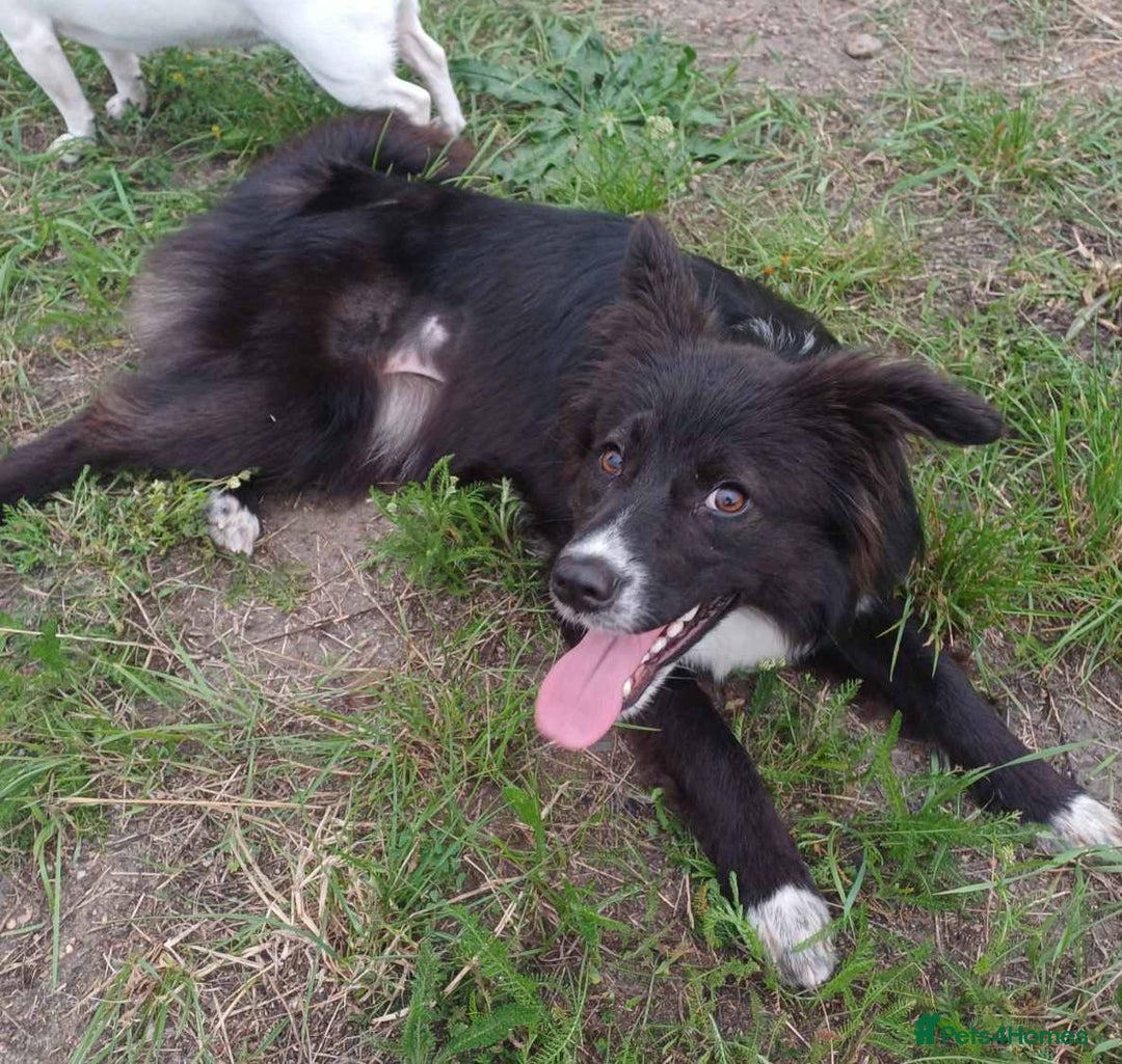 Border Collie dogs for adoption: Nika’s Story: Saved from the Brink of Death - Image 7