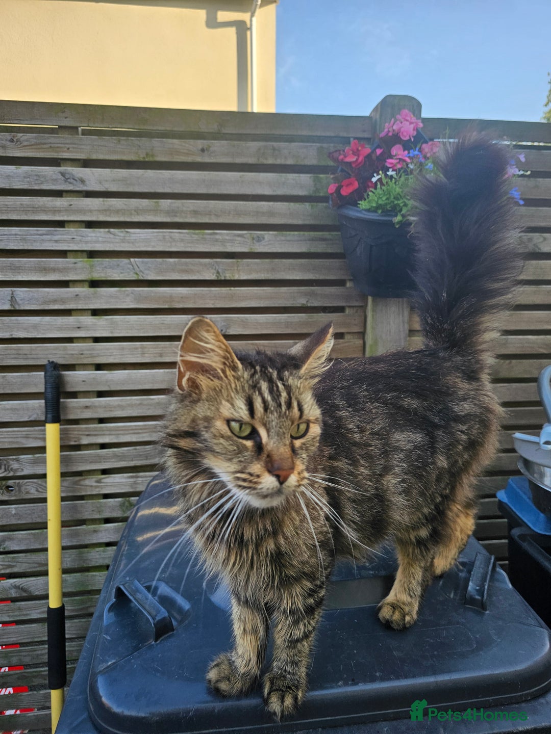 Maine Coon cats for sale: 6 Mainecoon X kittens for sale - Image 2