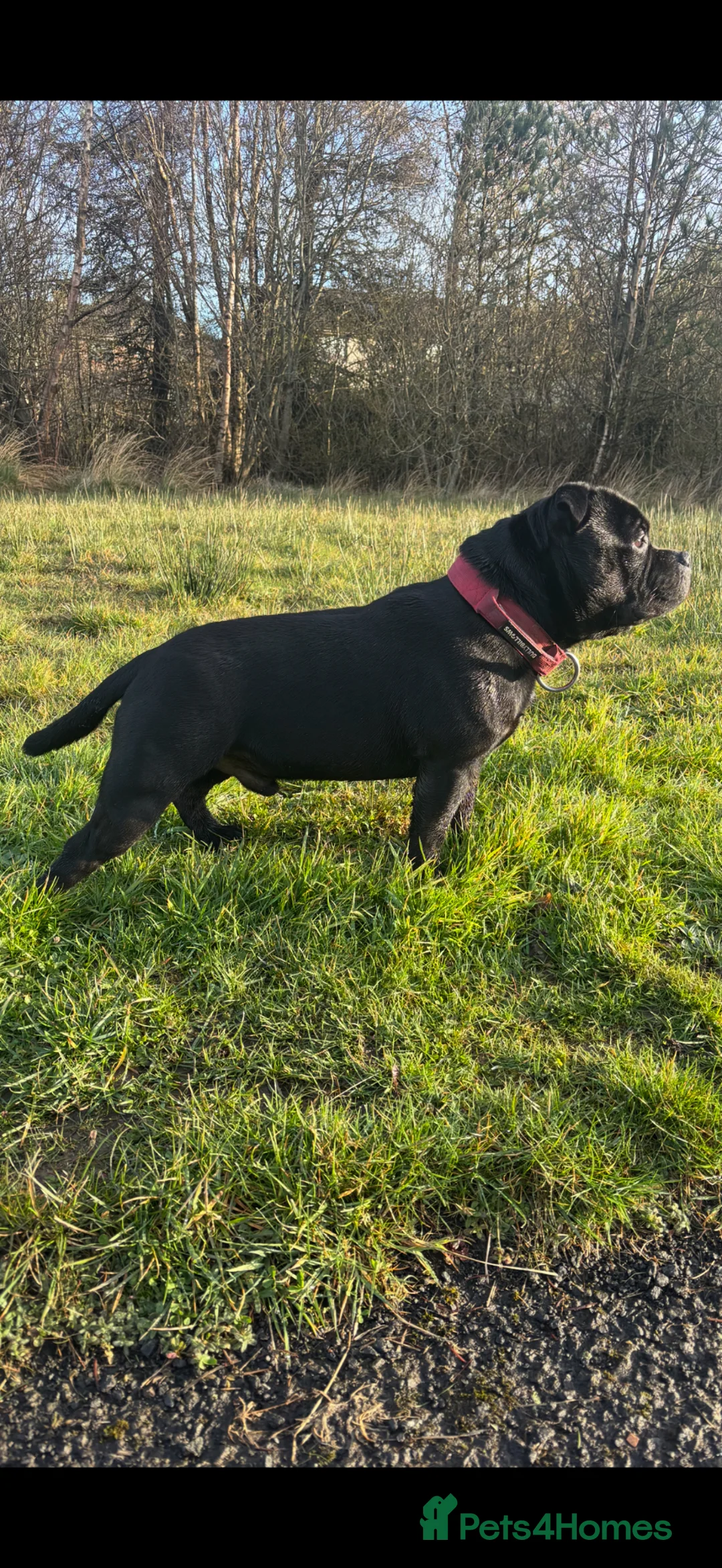 Staffordshire Bull Terrier dogs for stud: One and only ACE stud!  - Advert 2