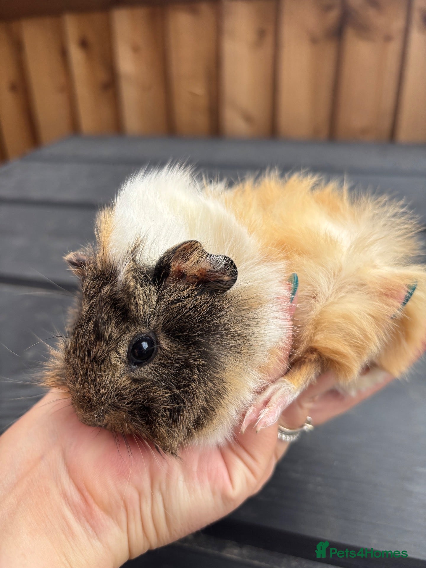 Guinea Pig rodents Boy baby guinea pig - Advert 20