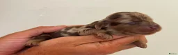 Miniature Dachshund dogs for stud: Tiny chocolate and tan miniature dachshund stud - Advert 11