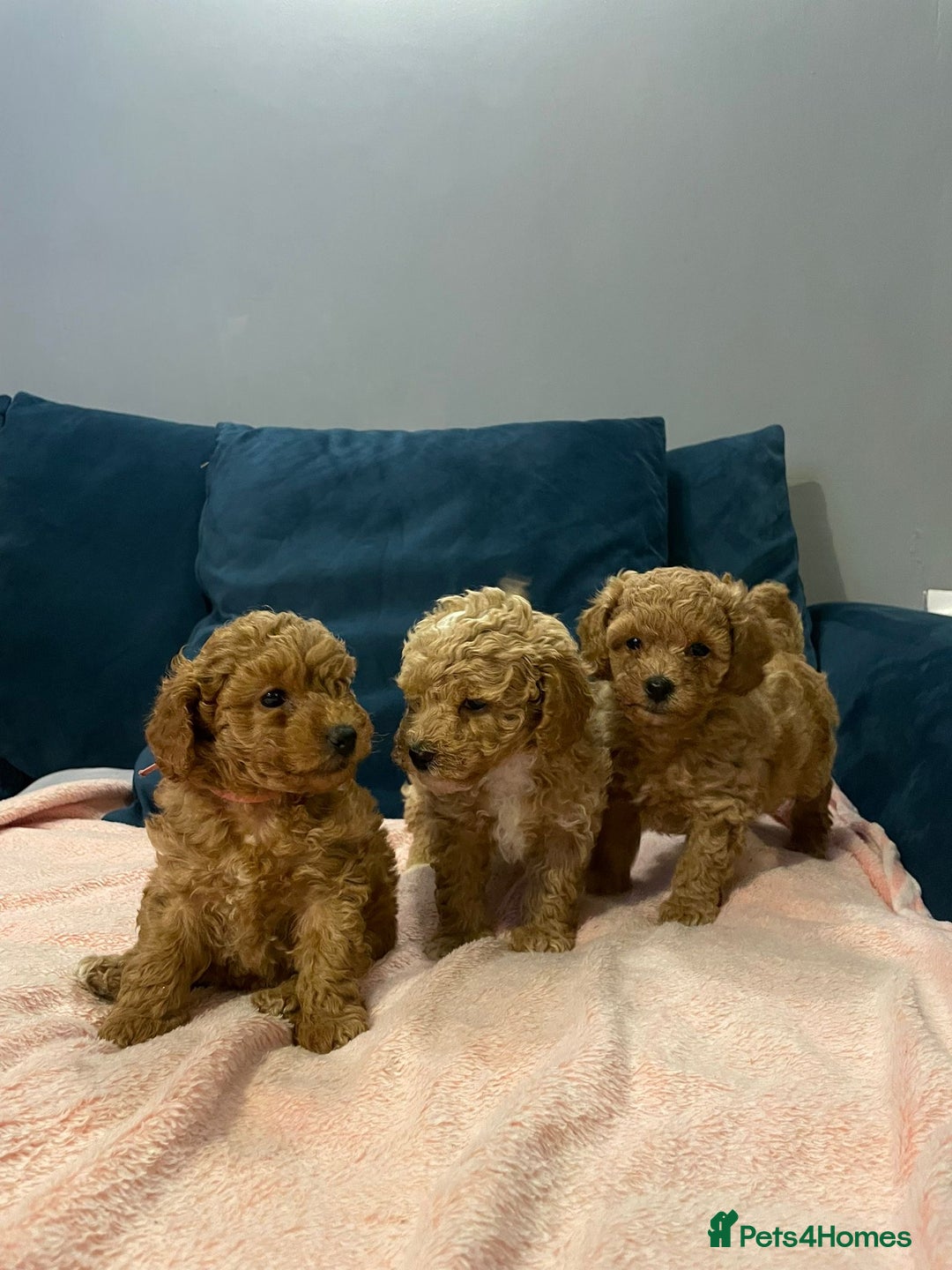 Cavapoo dogs for sale: Toy Cavapoo puppies - Advert 6