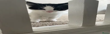 Tilly
