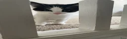 Domestic Shorthair cats for sale: Black and white domestic shorthair kittens - Advert 4