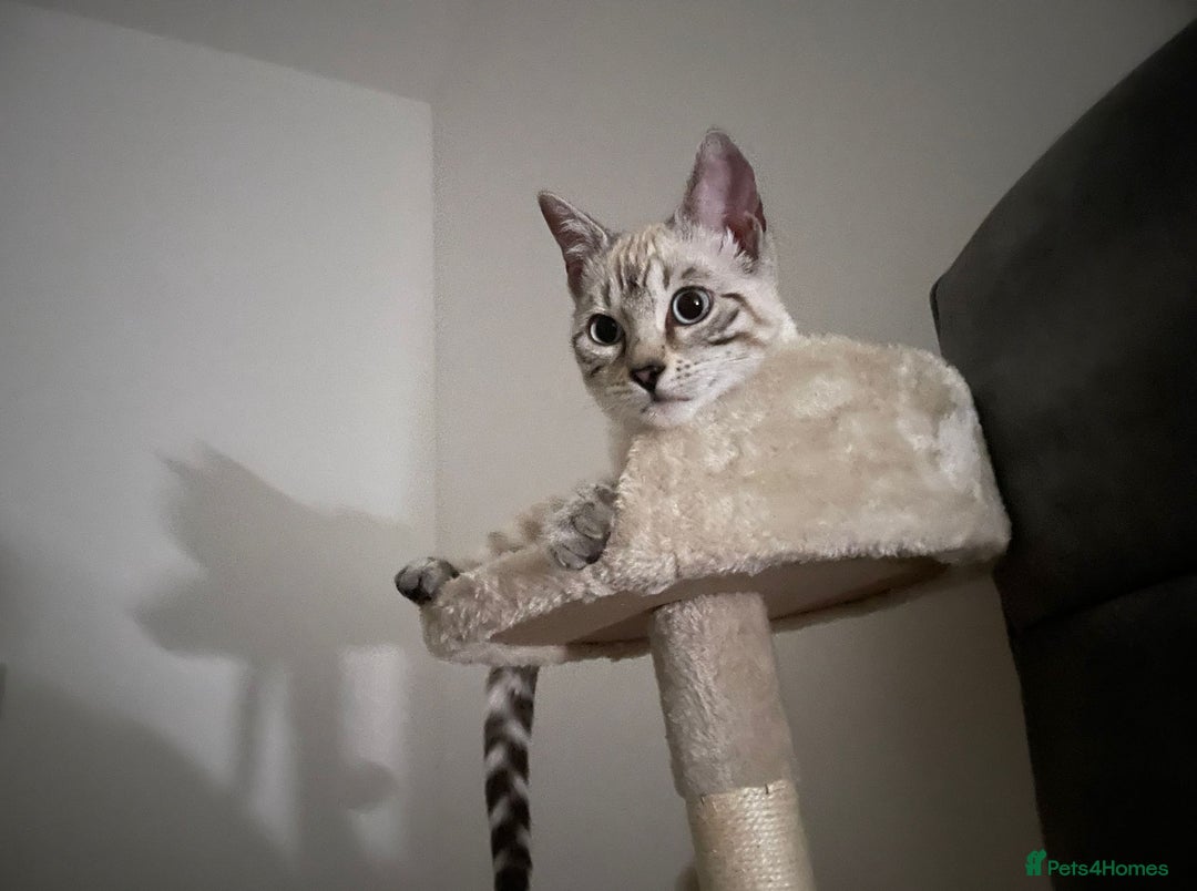 Bengal cats for sale: 🏆🎉New Pedigree Tica Mini Leopards Ready Soon🎉🏆 - Advert 32