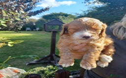 Cockapoo dogs for sale: Last one cockerpoo boy foxred  - Image 12
