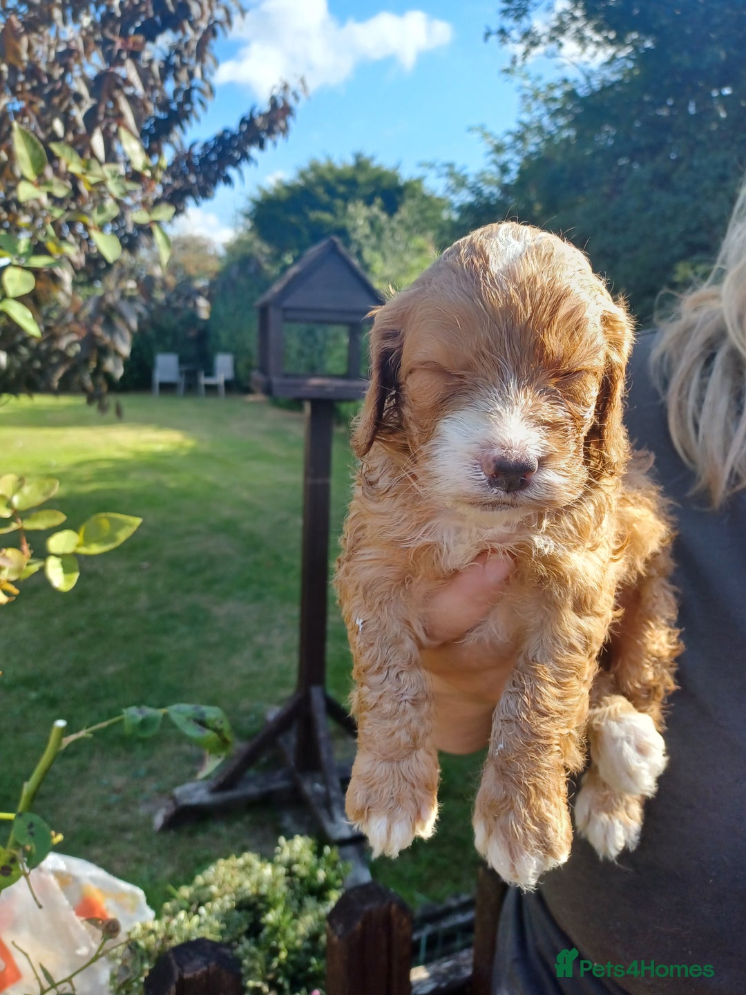 Cockapoo dogs for sale: Last one cockerpoo boy foxred  - Image 12