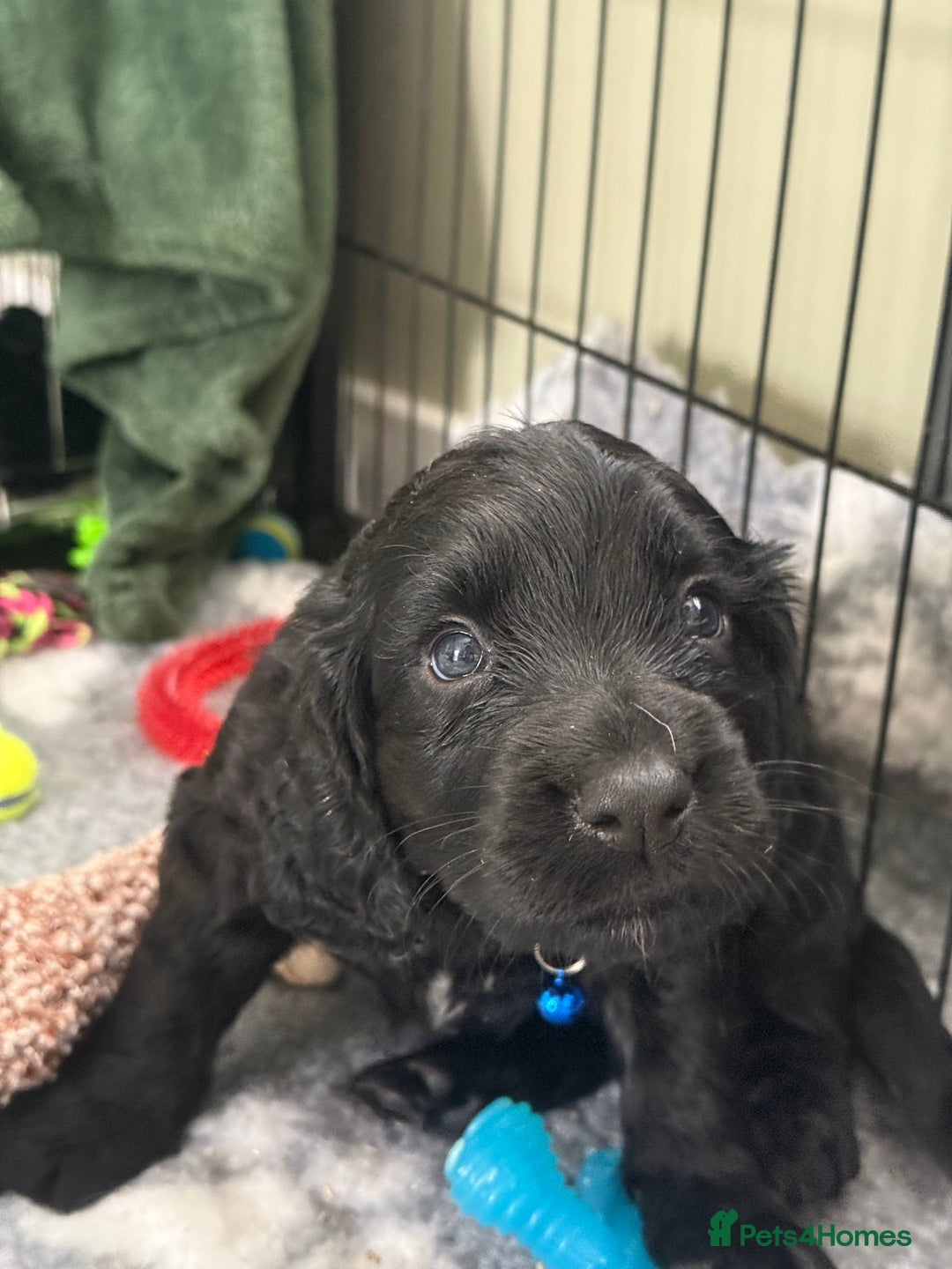 Cocker Spaniel dogs for sale: Cocker Spaniel Puppies - Image 18