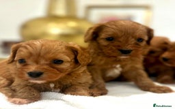 Cavapoo dogs for sale: 🐾red F1 Cavapoo puppies🐾  - Image 7