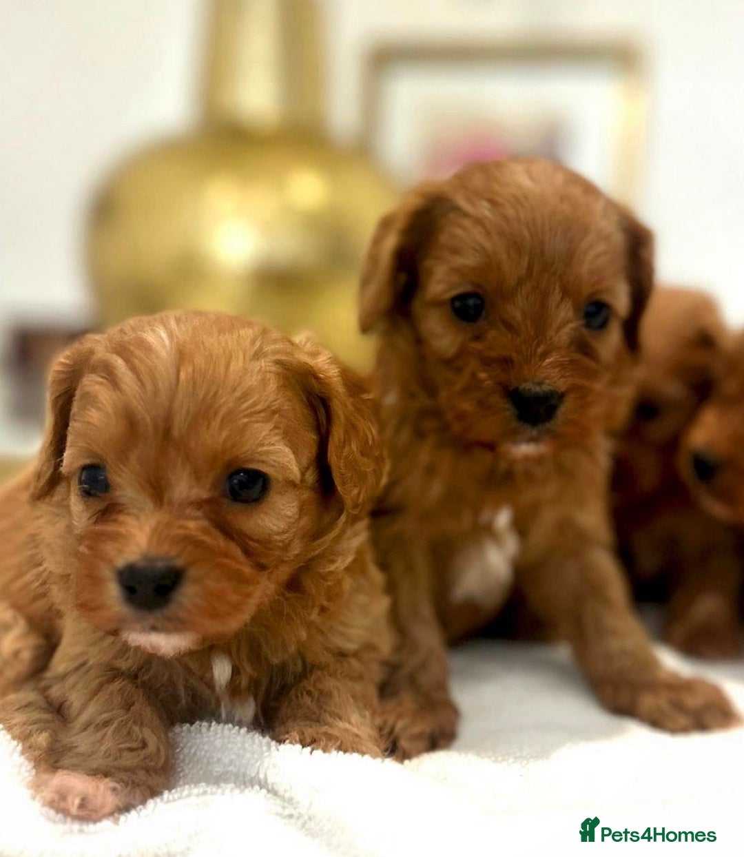 Cavapoo dogs for sale: 🐾red F1 Cavapoo puppies🐾  - Image 7