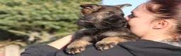 German Shepherd dogs for sale: German shepherd puppies working line - Advert 8