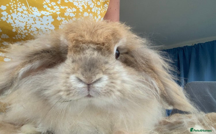 Angora rabbits - Advert 1