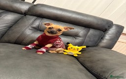 Chihuahua dogs for sale: GORGEOUS 9-WEEK-OLD CHIHUAHUA BOY 🩵 READY NOW!✨🐾 - Image 5