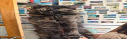 Mixed Breed cats for sale: Friendly Fluffy Tortoiseshell Girl - Advert 5