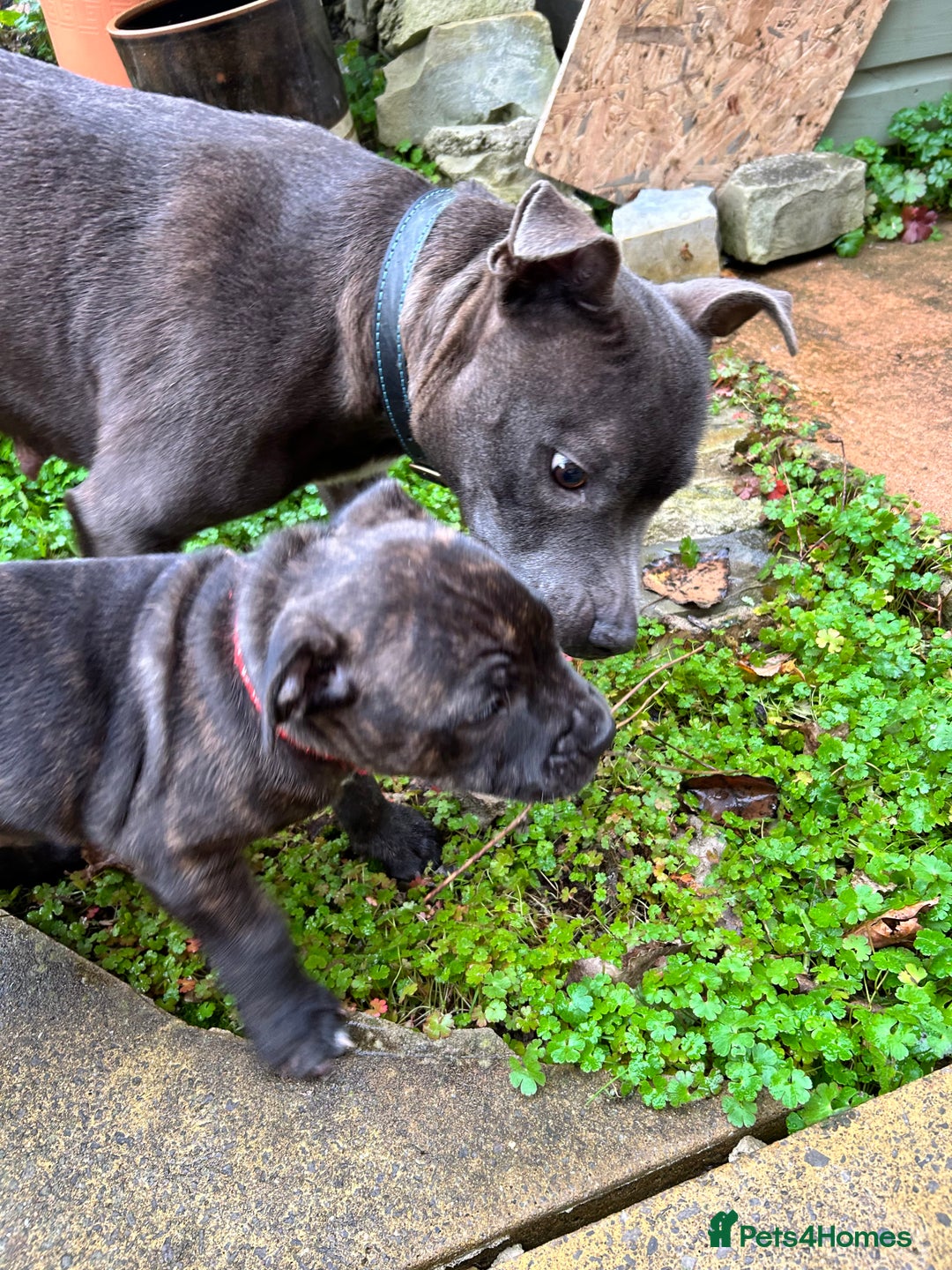 Staffordshire Bull Terrier dogs for sale: Staffordshire Bull Terrier puppy - Advert 1