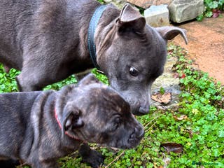 Staffordshire Bull Terrier dogs Staffordshire Bull Terrier puppy - Advert 7