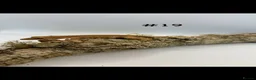 Gecko reptiles for sale: NEW Adult + Juvenile Crested Geckos + Lilly Whites - Advert 37