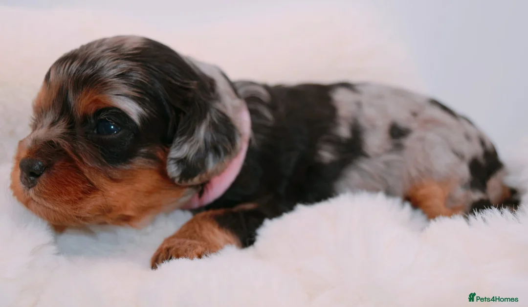 Cavapoo dogs for sale: Health Tested Rare Phantom Merle Cavapoos  - Advert 1