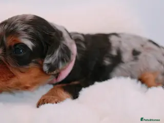 Cavapoo dogs Health Tested Rare Phantom Merle Cavapoos - Advert 8